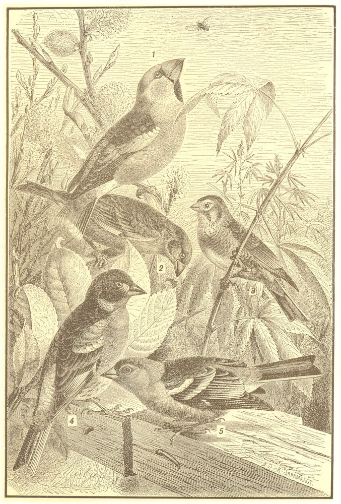 BIRDS. Song Finches; Hawfinch; Greenfinch; Linnet; Chaffinch; Mtn Finch 1907